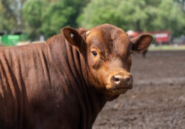 Reporte Ganadero Julio 2025