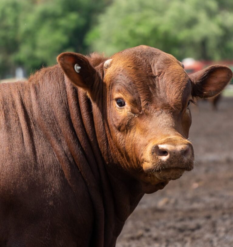 Reporte Ganadero Julio 2025