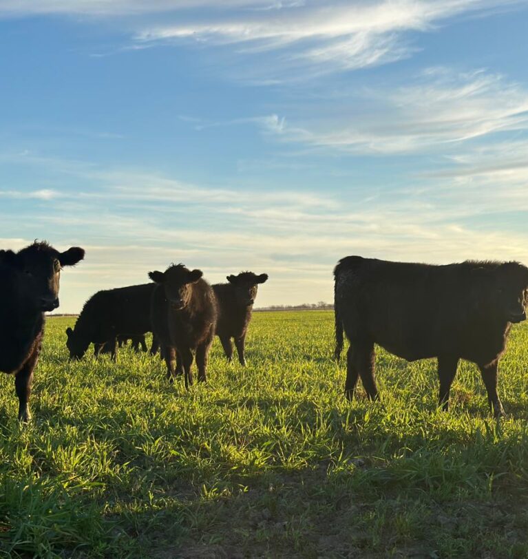 Reporte Ganadero Agosto 2025